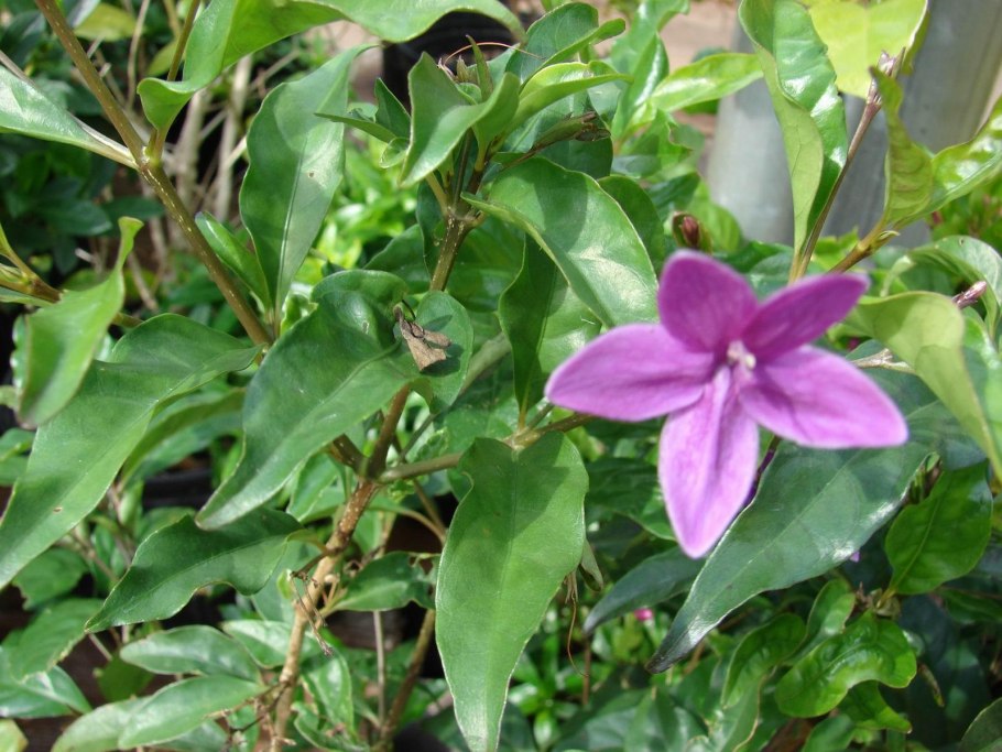 Псевдоэрантемум рубрум