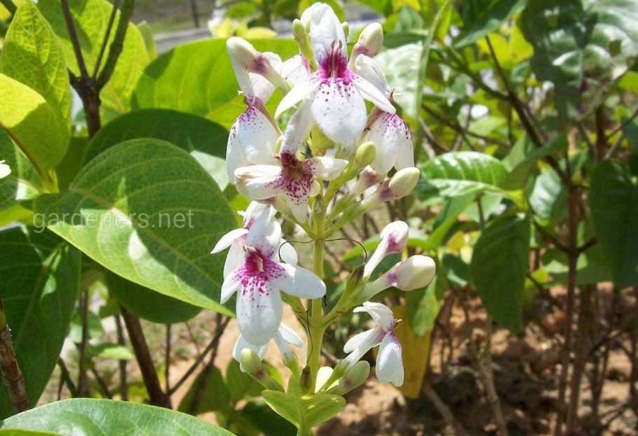 Pseuderanthemum carruthersii