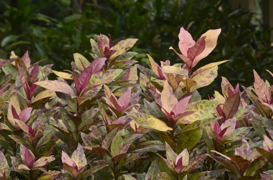 Псевдоэрантемум Каррутерса багряный