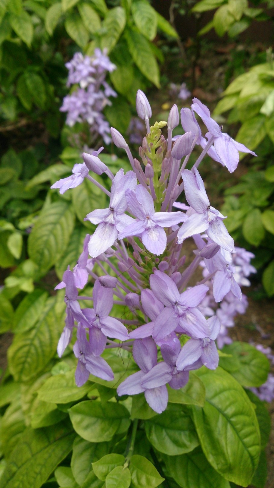Pseuderanthemum tuberculatum