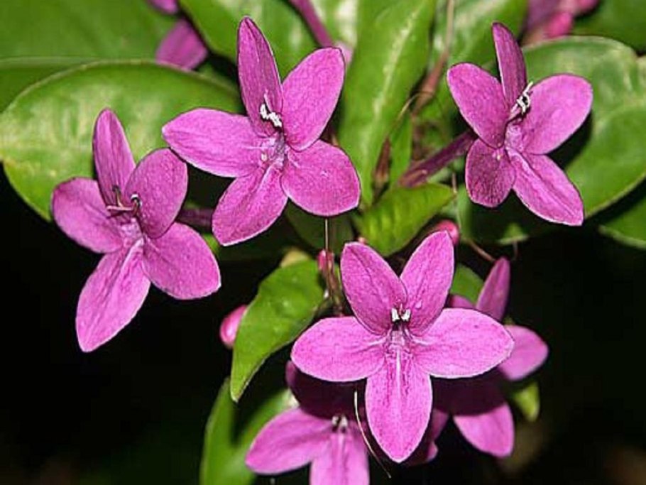 Цветок Псевдоэрантемум Лаксифлорум