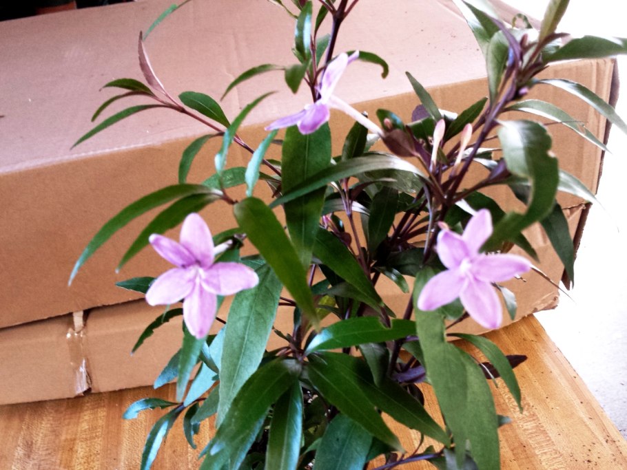 Pseuderanthemum carruthersii