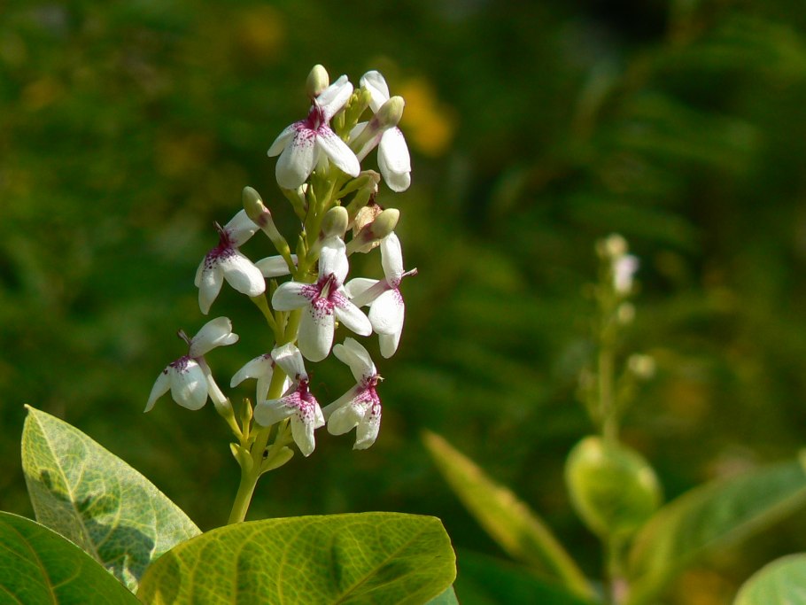 Pseuderanthemum carruthersii