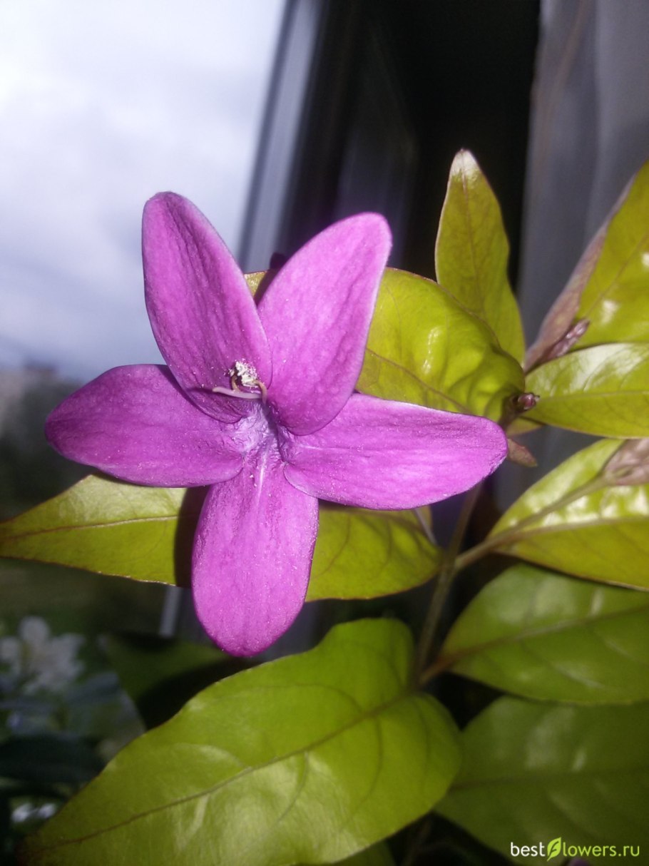 Псевдоэрантемум Андерсона вариегатный