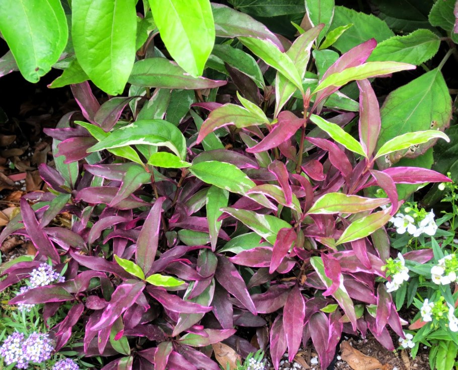 Псевдоэрантемум сетчатый