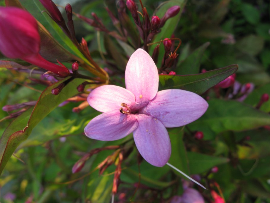 Псевдоэрантемум багряный