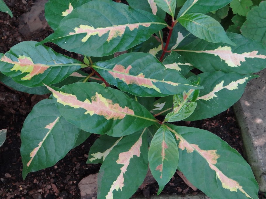 Псевдоэрантемум багряный