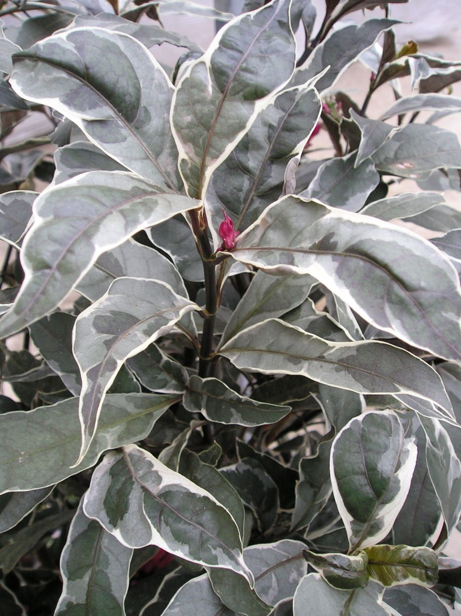 Псевдоэрантемум Каррутерса