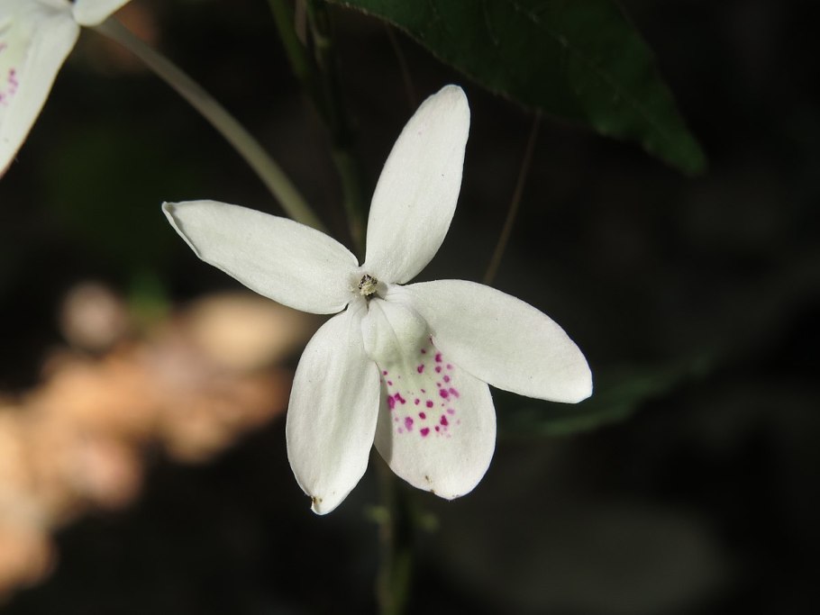 Цветок Псевдоэрантемум Лаксифлорум