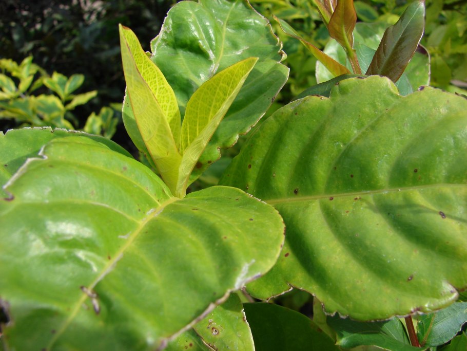 Pseuderanthemum carruthersii var