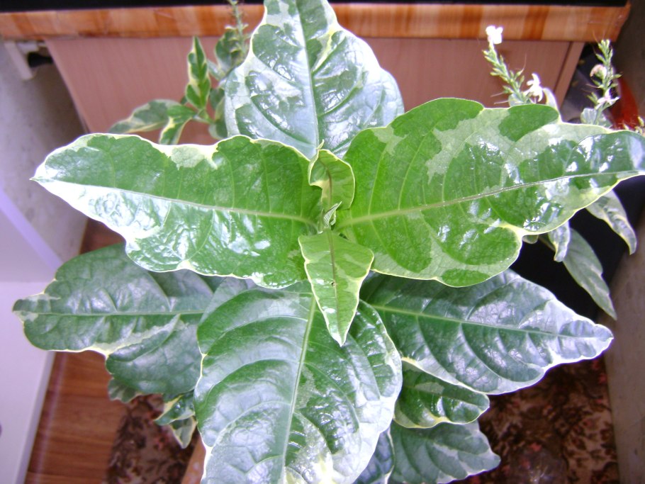 Псевдоэрантемум Каррутерса багряный