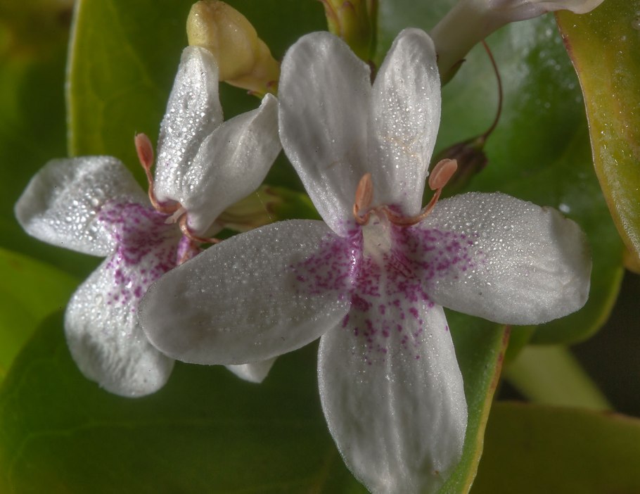 Псевдоэрантемум Румба