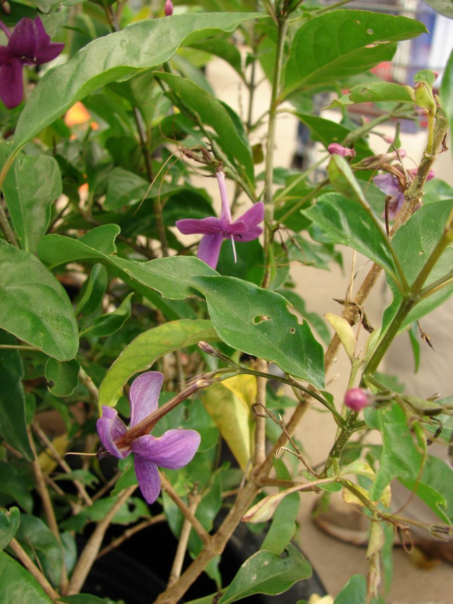 Pseuderanthemum carruthersii