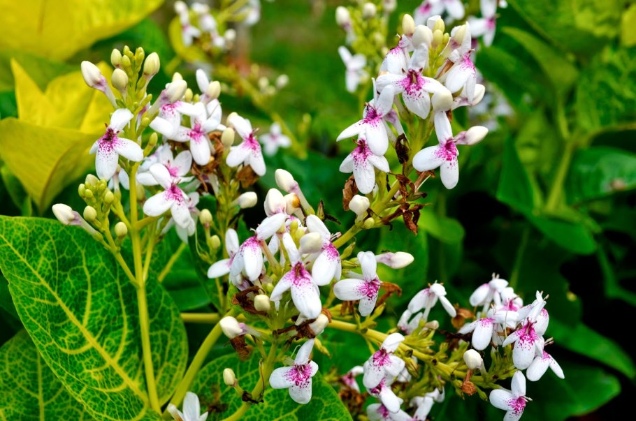 Псевдоэрантемум андерсони