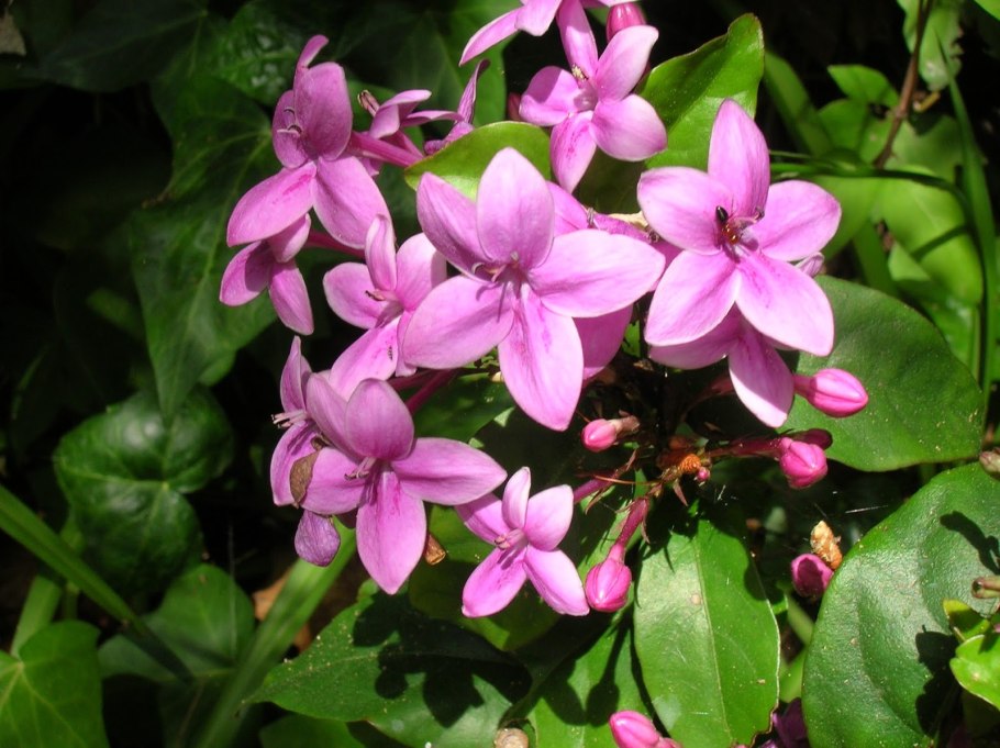 Цветок Псевдоэрантемум Лаксифлорум