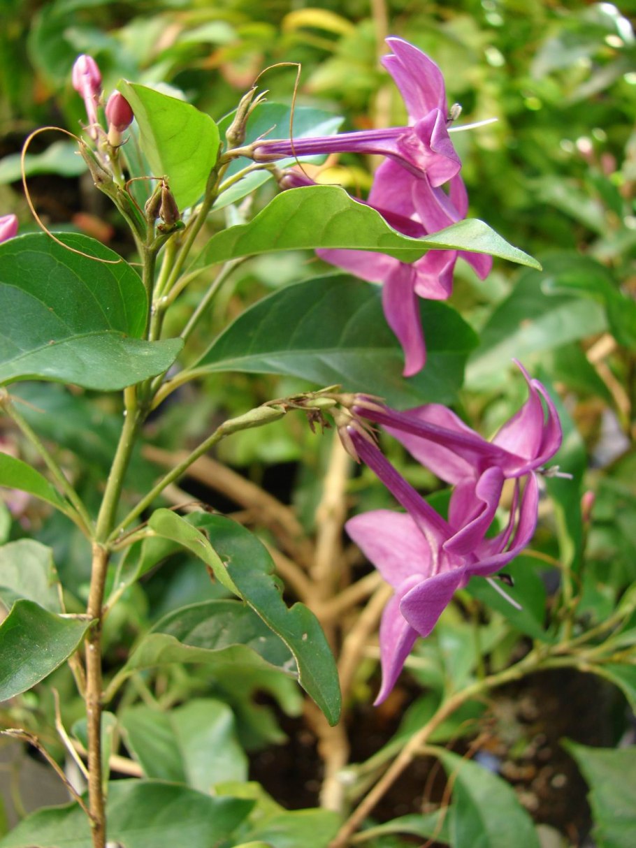 Псевдоэрантемум Каррутерса