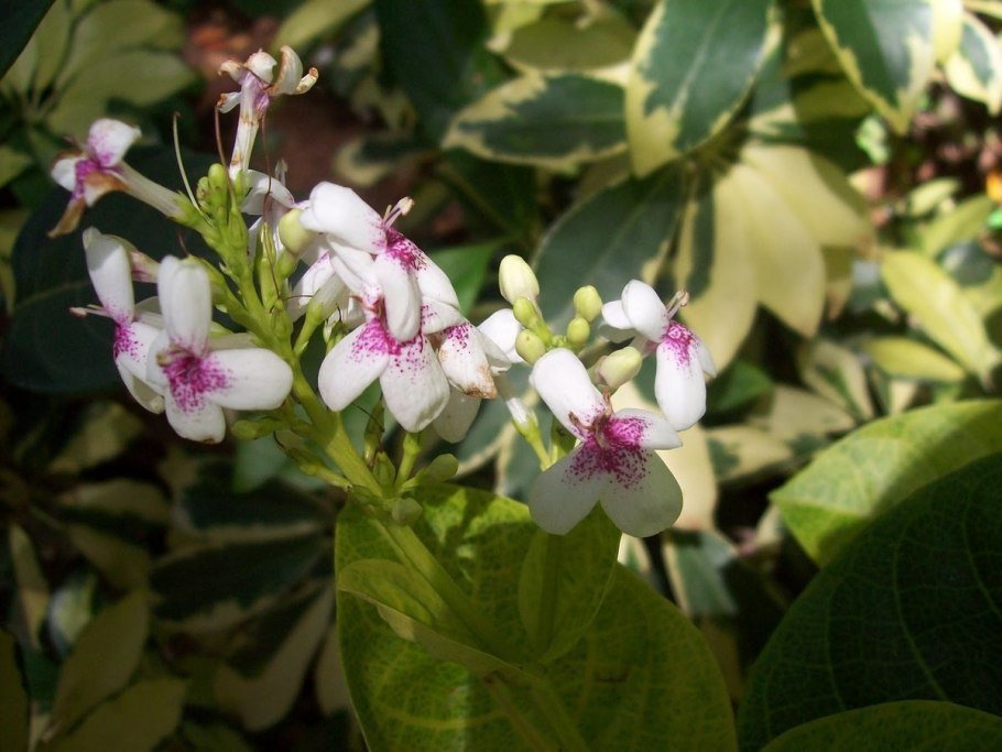 Псевдоэрантемум Каррутерса