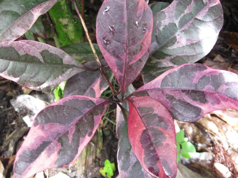 Псевдоэрантемум багряный Вариегата