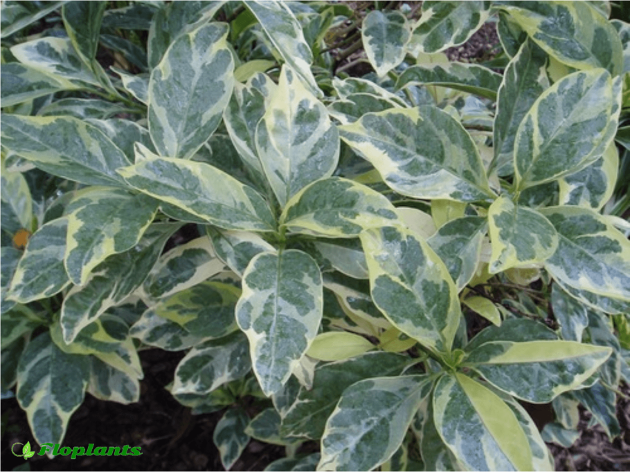 Псевдоэрантемум багряный Вариегата