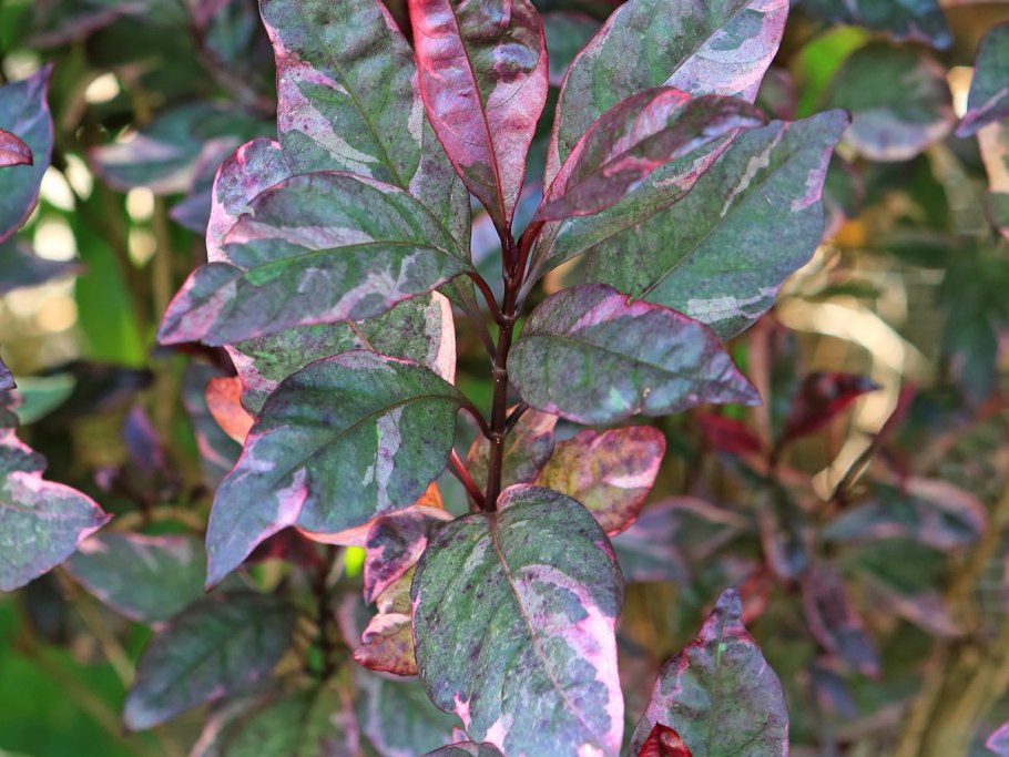 Псевдоэрантемум блек Верниш