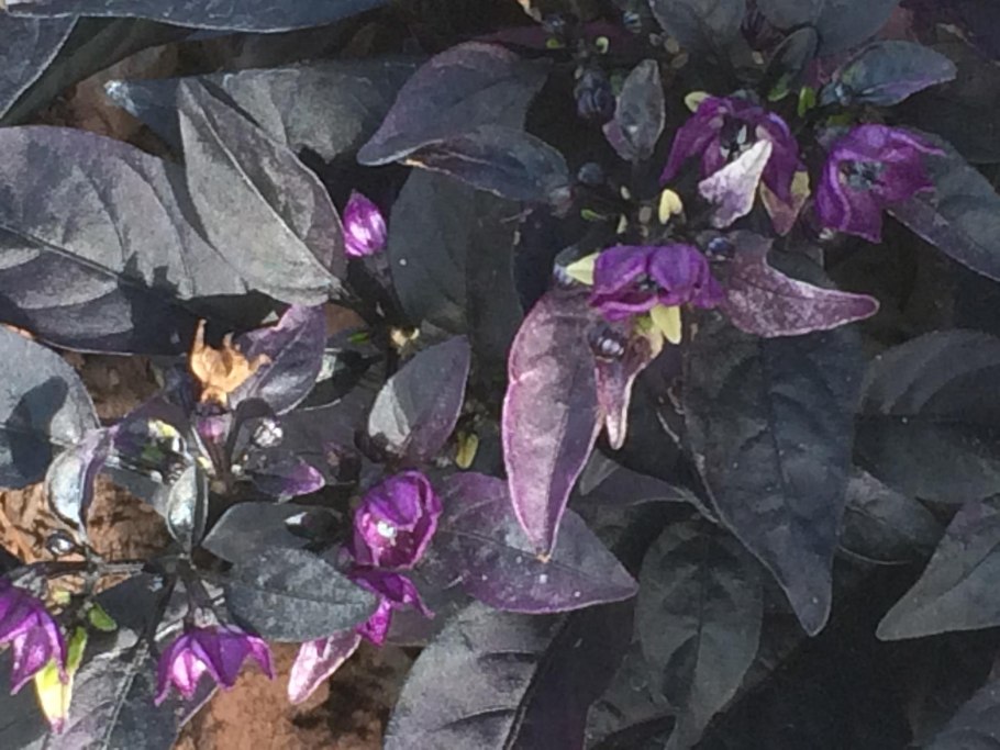 Псевдоэрантемум Каррутерса