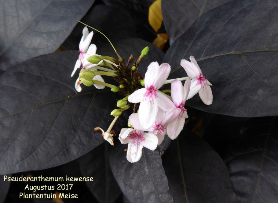 Псевдоэрантемум багряный Вариегата