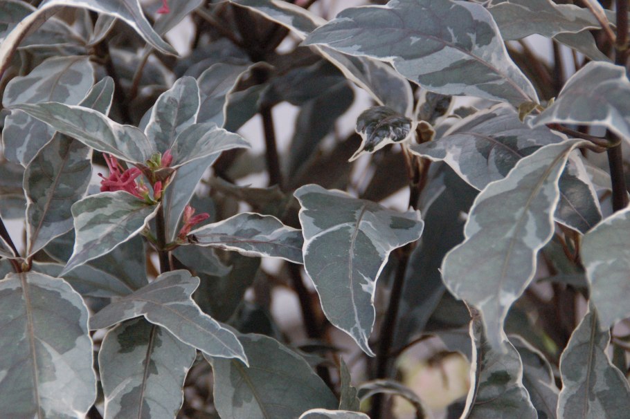 Псевдоэрантемум Лаксифлорум