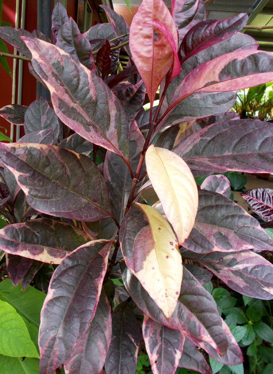 Pseuderanthemum carruthersii