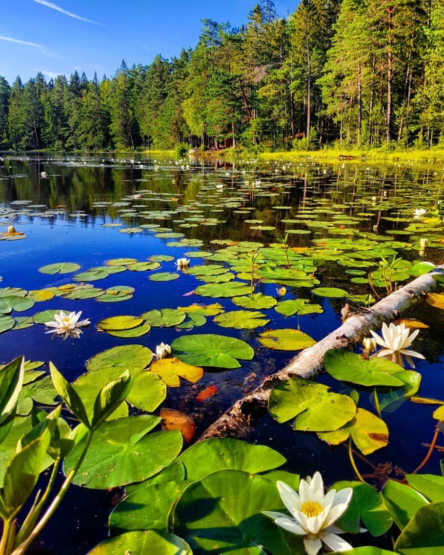 Тиберкуль кувшинки