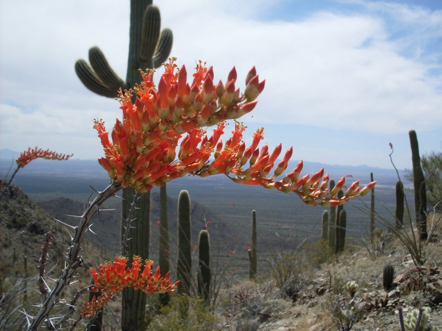 Fouquieria columnaris