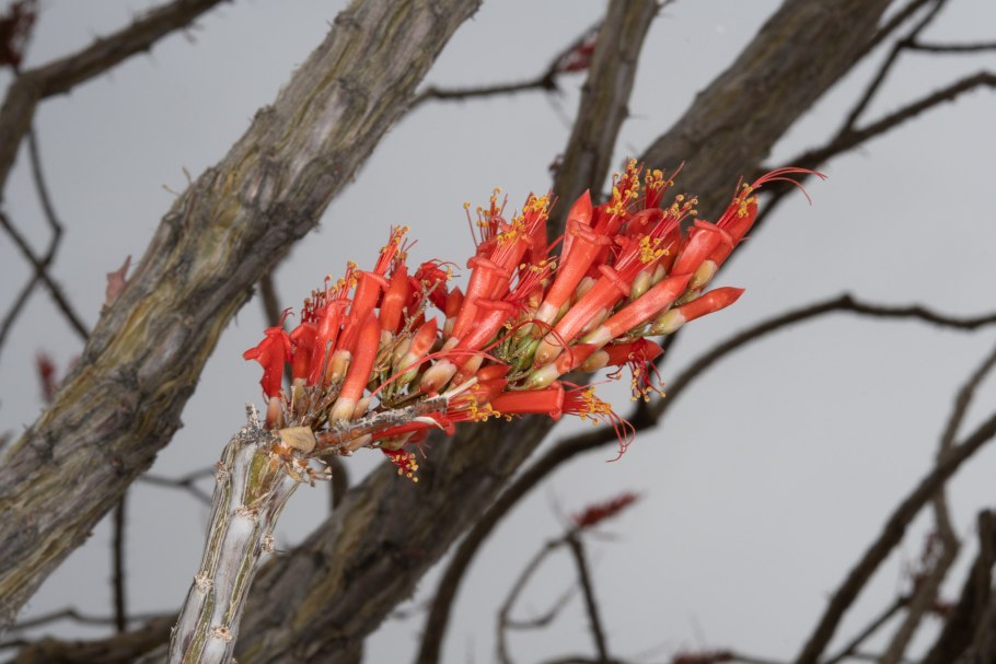 Fouquieria macdougalii