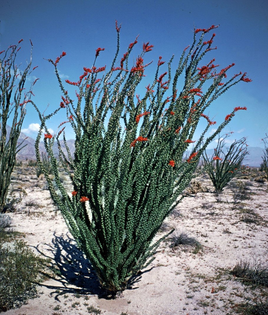 Liparia splendens