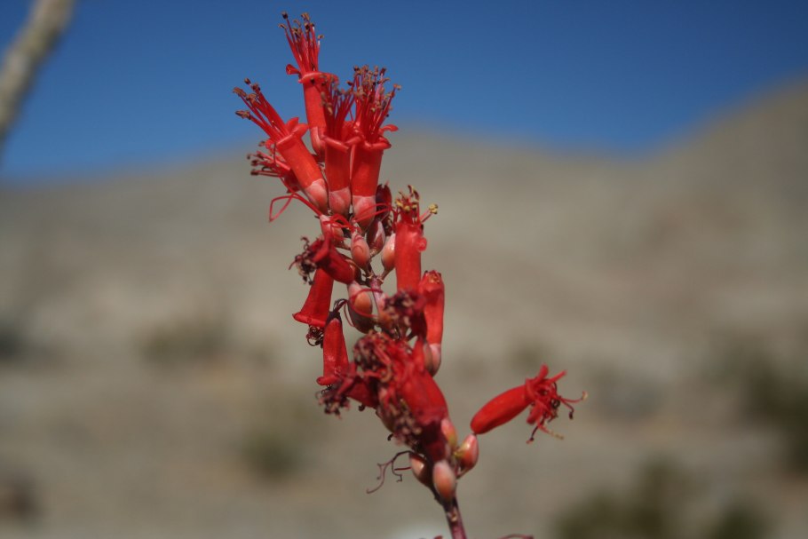 Ocotillo растение