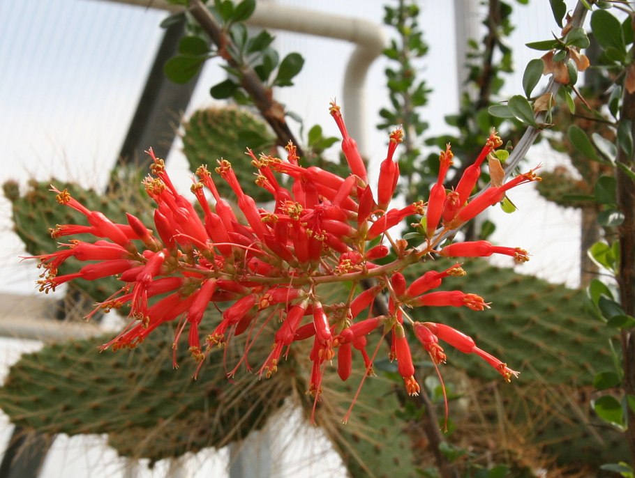 Окотильо» — Fouquieria splendens