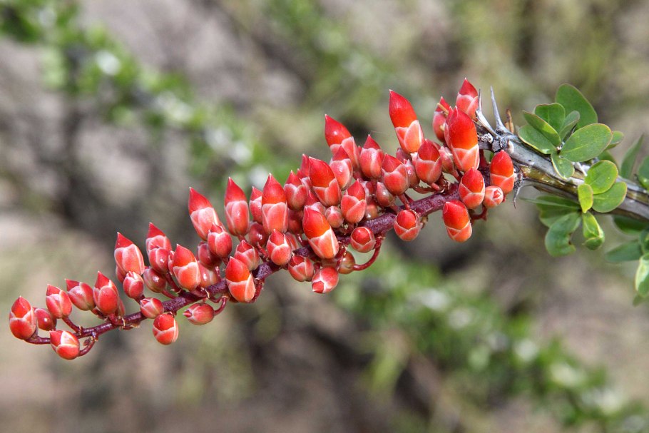 Fouquieria diguetii