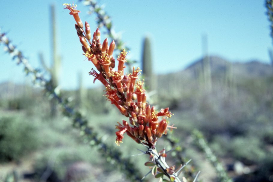 Fouquieria splendens