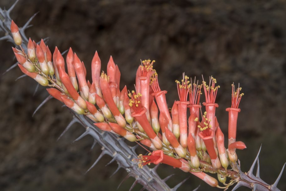 Fouquieria splendens