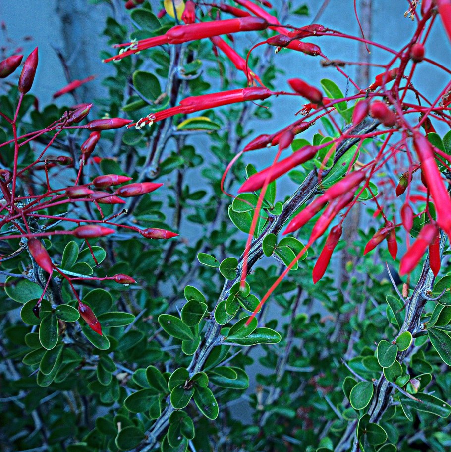 Fouquieria splendens