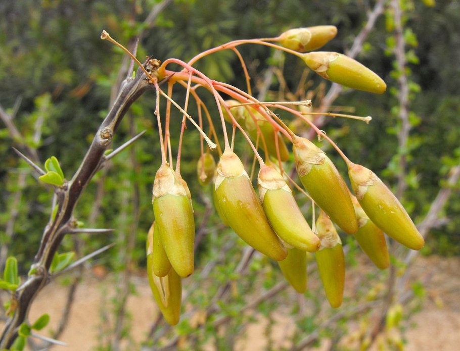 Fouquieria Formosa