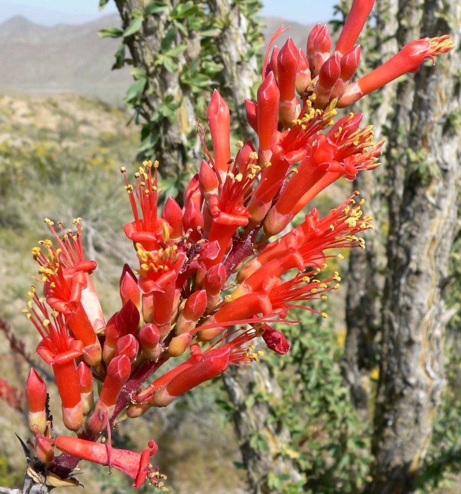 Fouquieria Formosa