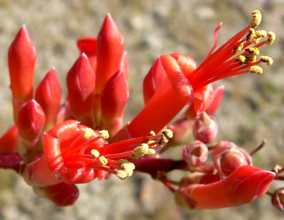 Fouquieria splendens