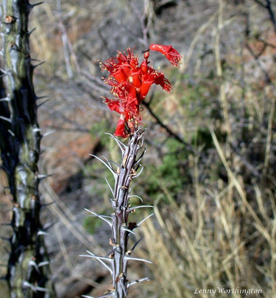 Окотильо» — Fouquieria splendens