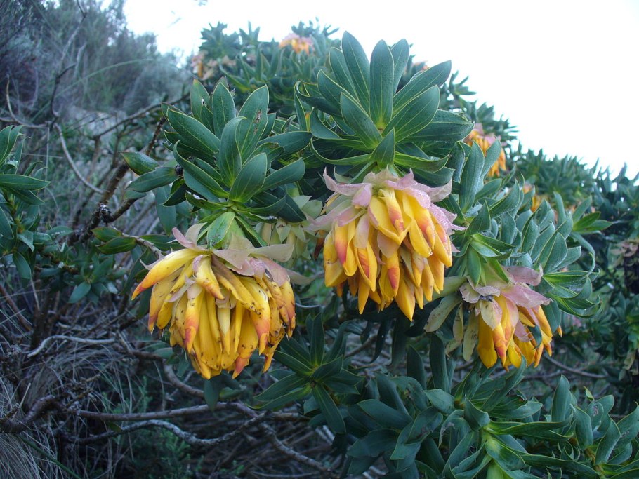 Polyscias sandwicensis
