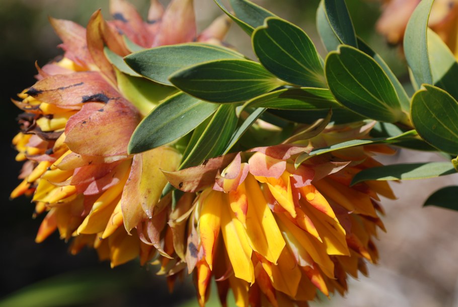 Fouquieria splendens