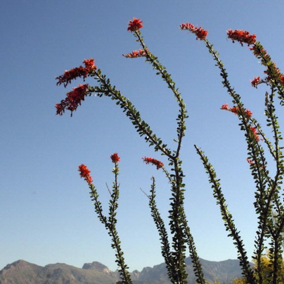 Fouquieria splendens
