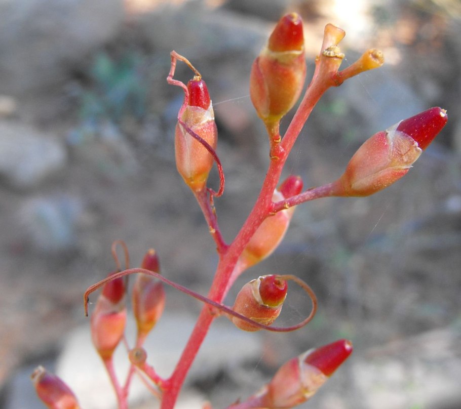 Fouquieria diguetii купить