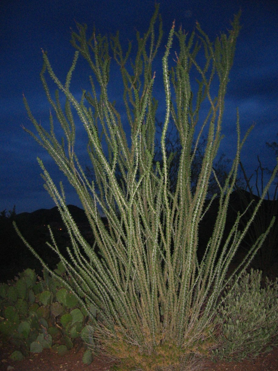 Fouquieria ochoterenae