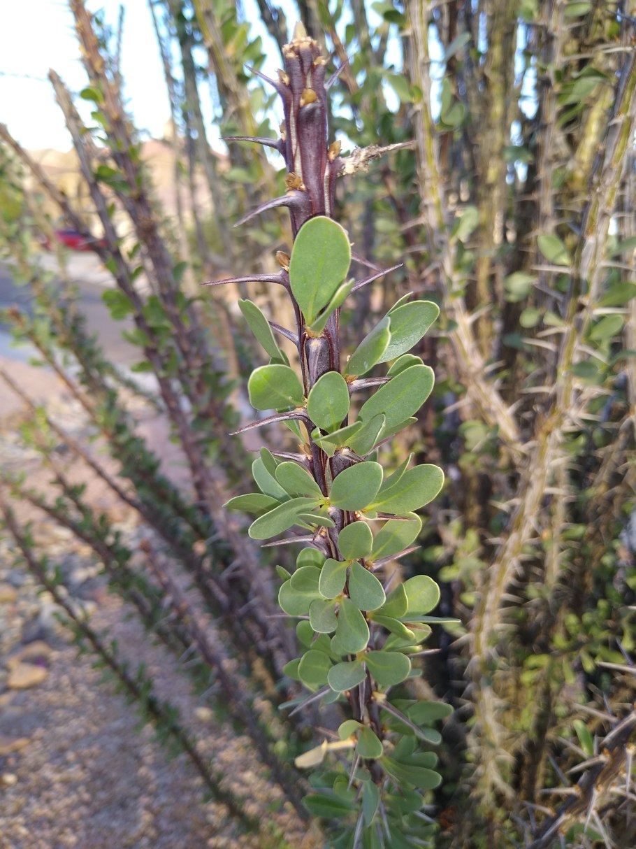 Окотильо» — fouquieria splendens