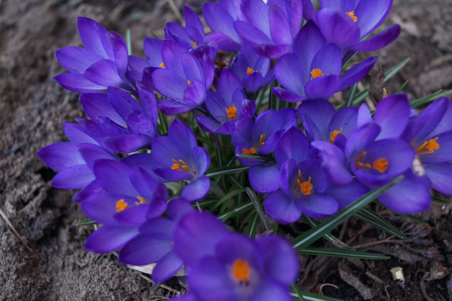 Первоцветы крокусы