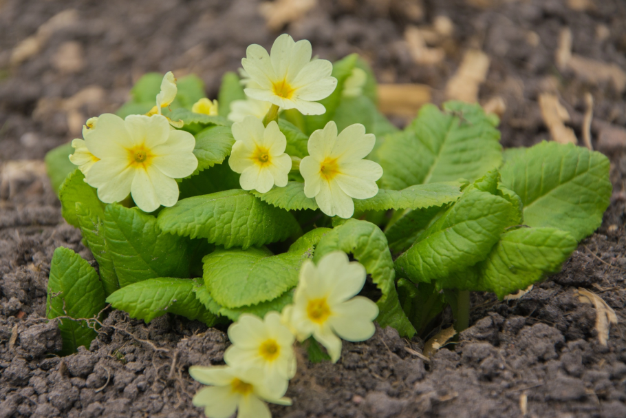 Примула цветок